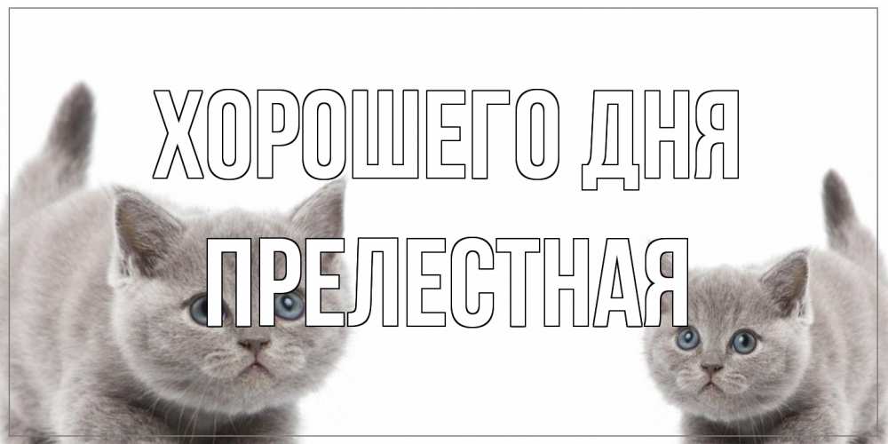 Открытка на каждый день с именем, Прелестная Хорошего дня открытка с котами Прикольная открытка с пожеланием онлайн скачать бесплатно 