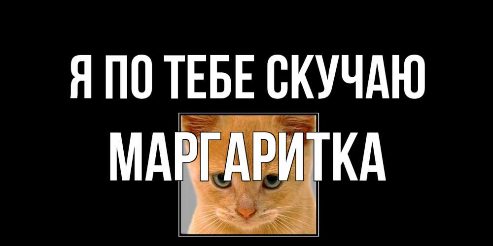 Открытка на каждый день с именем, Маргаритка Я по тебе скучаю открытки рыжий котенок скучает по тебе Прикольная открытка с пожеланием онлайн скачать бесплатно 