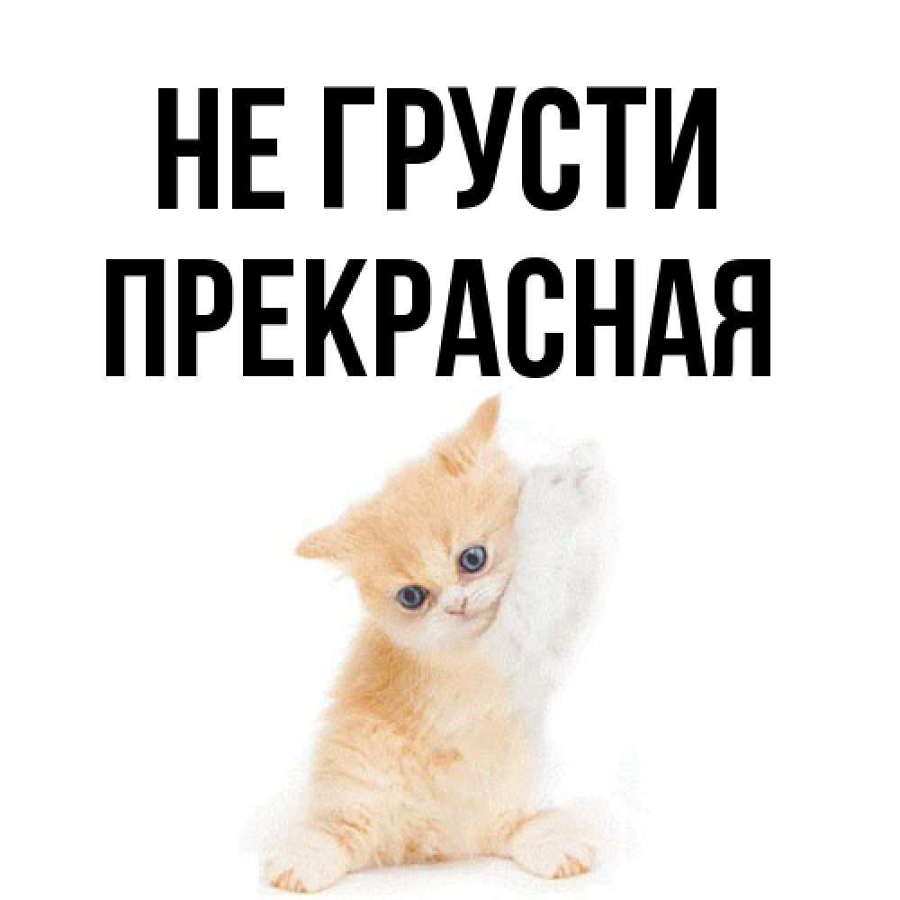 Открытка на каждый день с именем, Пpекpасная Не грусти просящий кот Прикольная открытка с пожеланием онлайн скачать бесплатно 