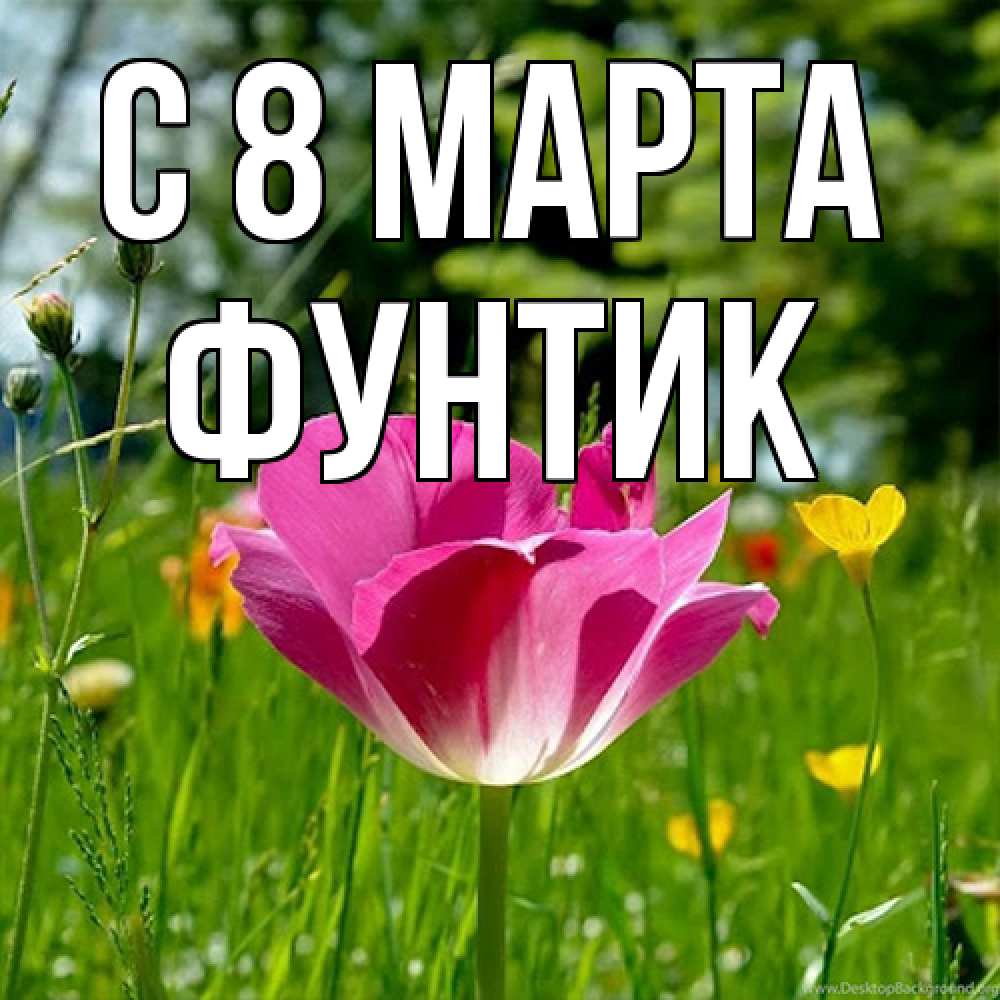 Открытка на каждый день с именем, фунтик C 8 МАРТА полевые цветы Прикольная открытка с пожеланием онлайн скачать бесплатно 