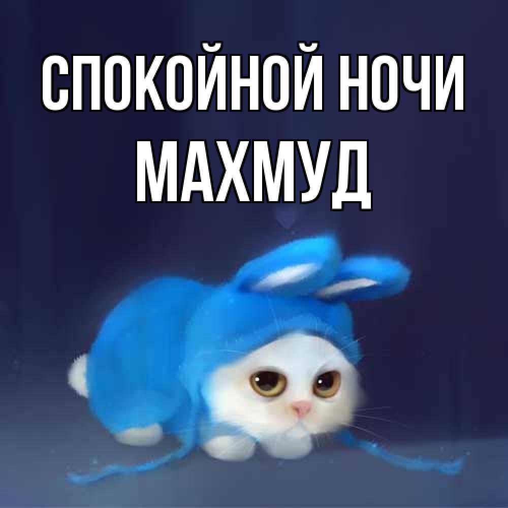 Открытка на каждый день с именем, Махмуд Спокойной ночи кот в голубом костюме кролика с ушками Прикольная открытка с пожеланием онлайн скачать бесплатно 