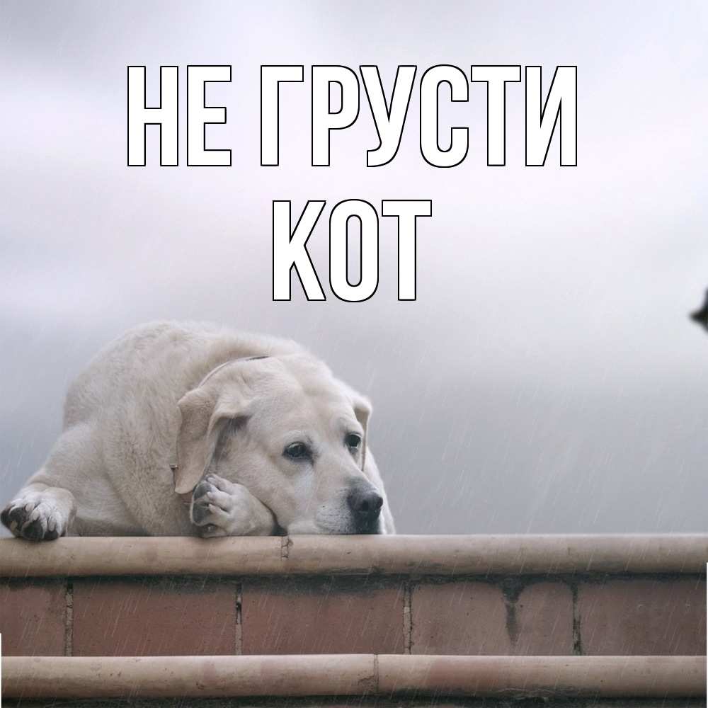 Открытка на каждый день с именем, Кот Не грусти белый пес 1 Прикольная открытка с пожеланием онлайн скачать бесплатно 