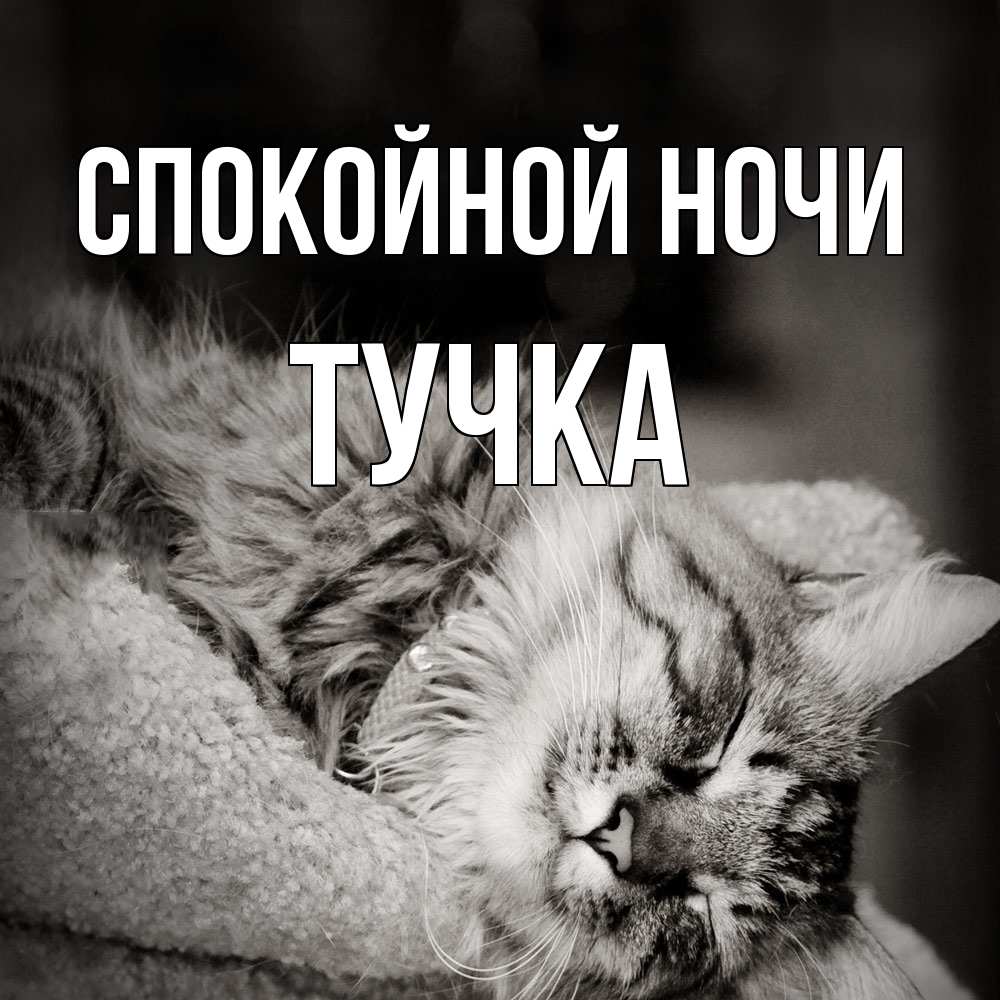 Открытка на каждый день с именем, Тучка Спокойной ночи котярик пушистый Прикольная открытка с пожеланием онлайн скачать бесплатно 