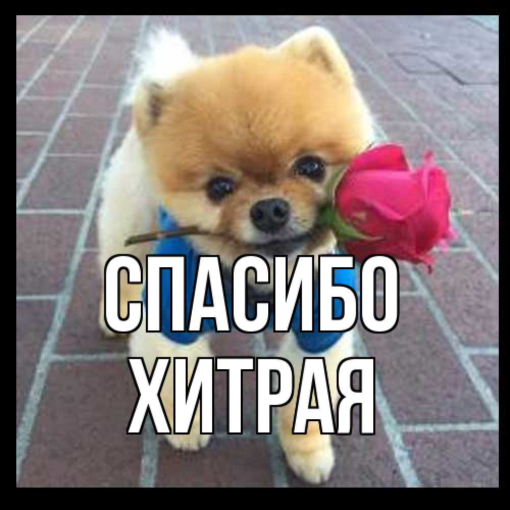 Открытка на каждый день с именем, хитрая Спасибо спасибо и дарю тебе цветок Прикольная открытка с пожеланием онлайн скачать бесплатно 