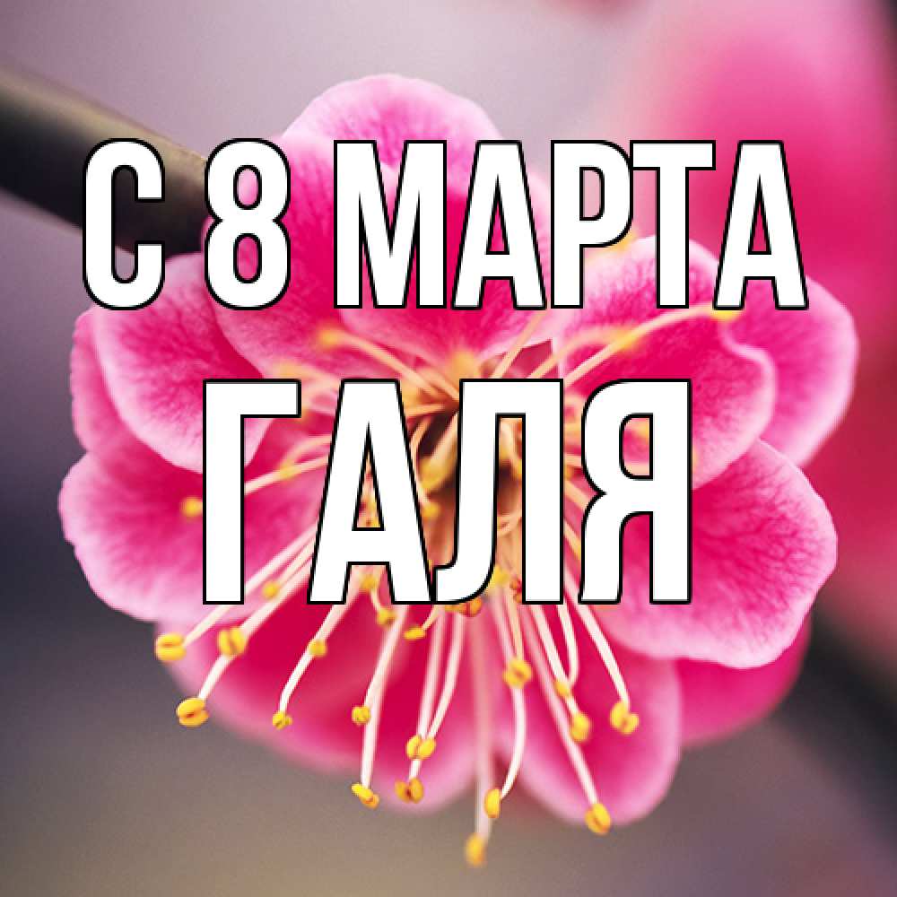 Открытка на каждый день с именем, Галя C 8 МАРТА цветы Прикольная открытка с пожеланием онлайн скачать бесплатно 