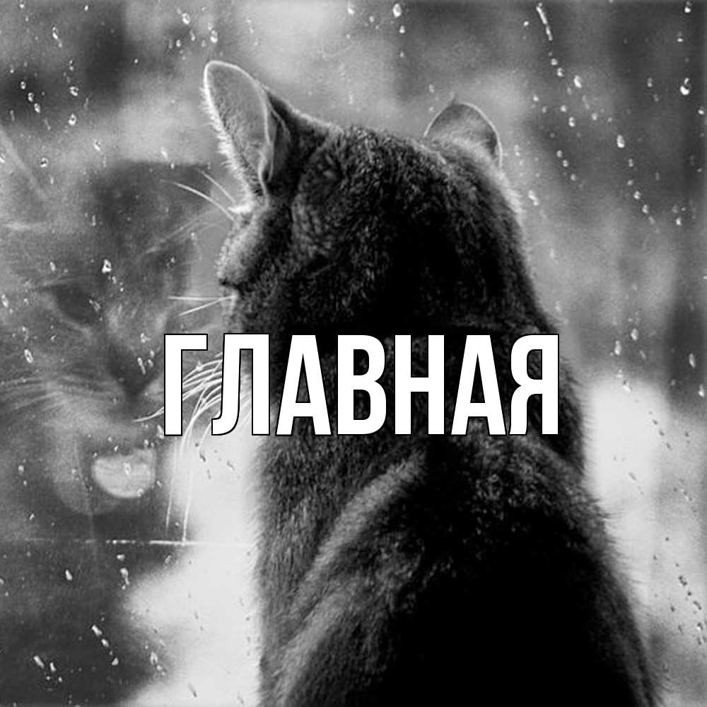 Открытка на каждый день с именем, Анна Главная отражение кота 1 Прикольная открытка с пожеланием онлайн скачать бесплатно 