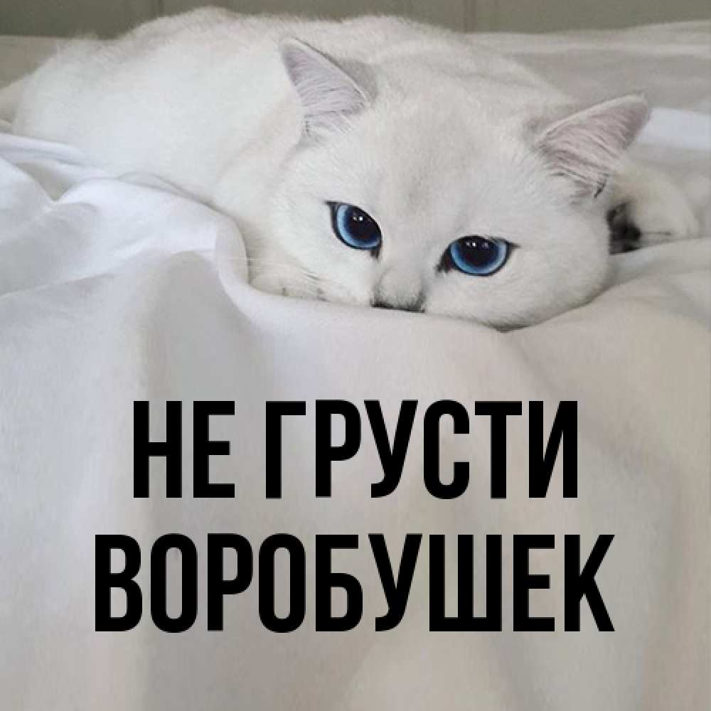 Открытка на каждый день с именем, Воробушек Не грусти Голубоглазая кошка Прикольная открытка с пожеланием онлайн скачать бесплатно 