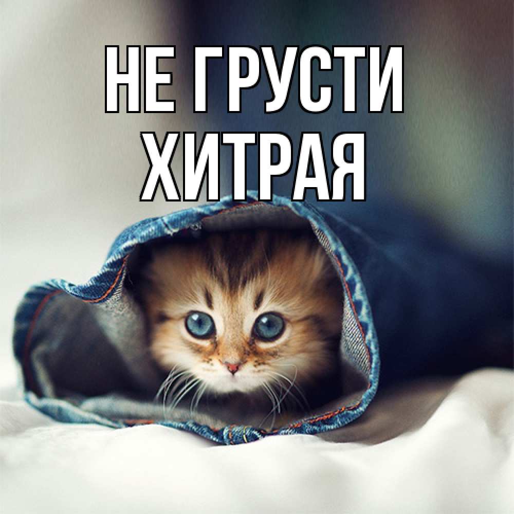 Открытка на каждый день с именем, хитрая Не грусти кот в одежде Прикольная открытка с пожеланием онлайн скачать бесплатно 