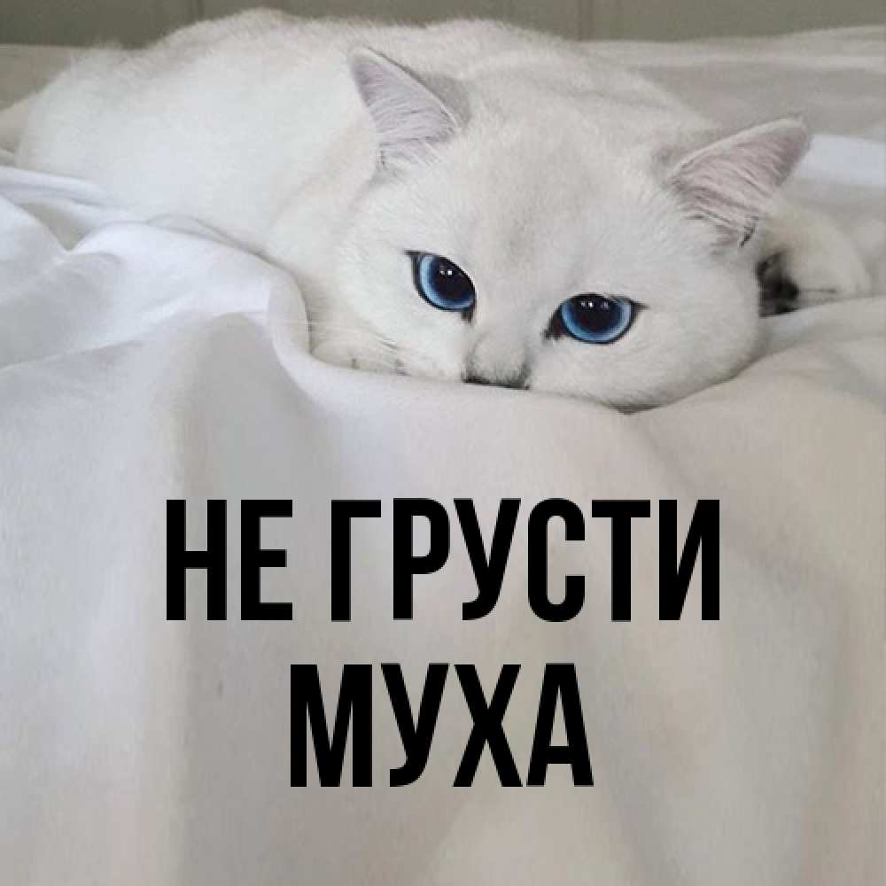 Открытка на каждый день с именем, Муха Не грусти Голубоглазая кошка Прикольная открытка с пожеланием онлайн скачать бесплатно 