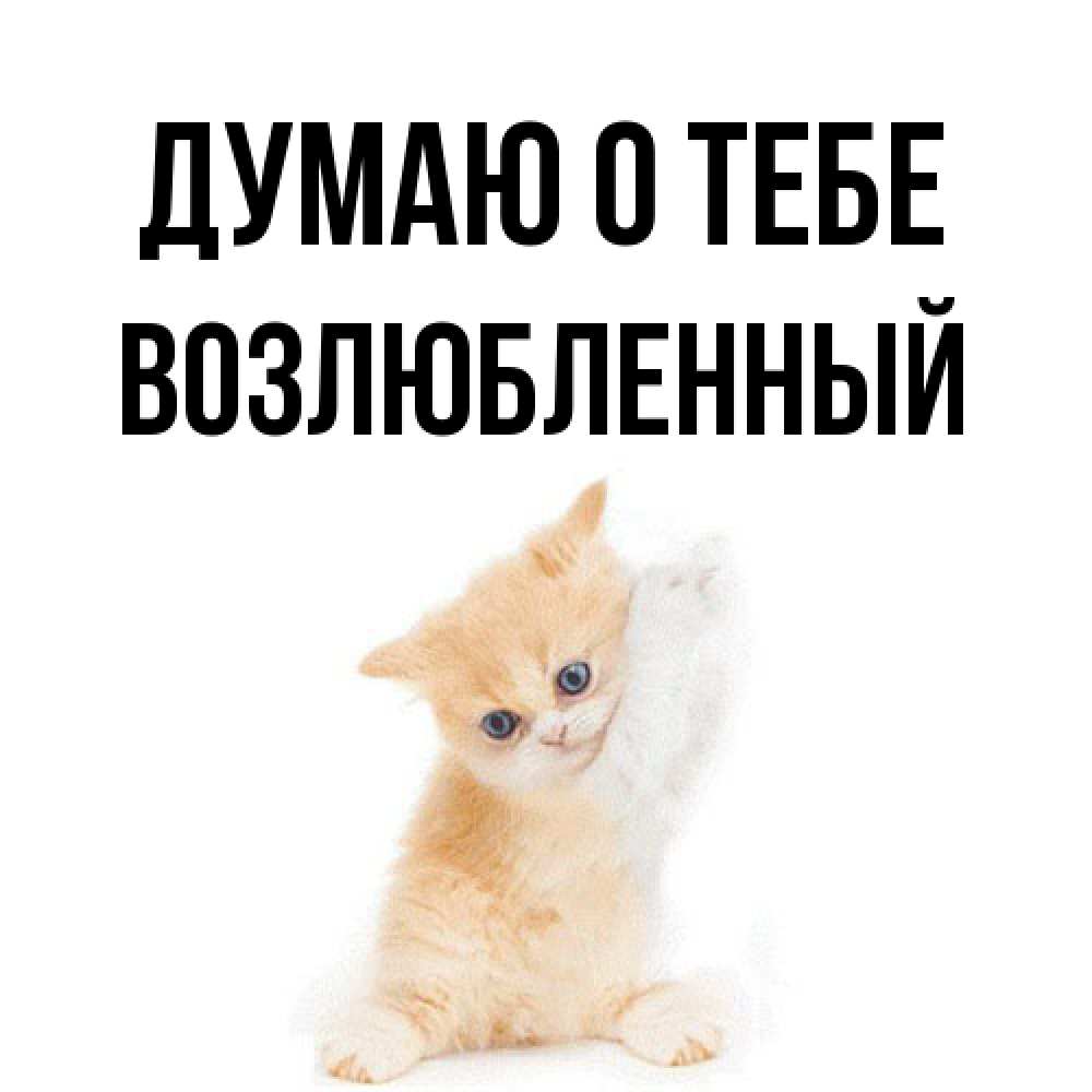 Открытка на каждый день с именем, Возлюбленный Думаю о тебе зверушки и милота Прикольная открытка с пожеланием онлайн скачать бесплатно 