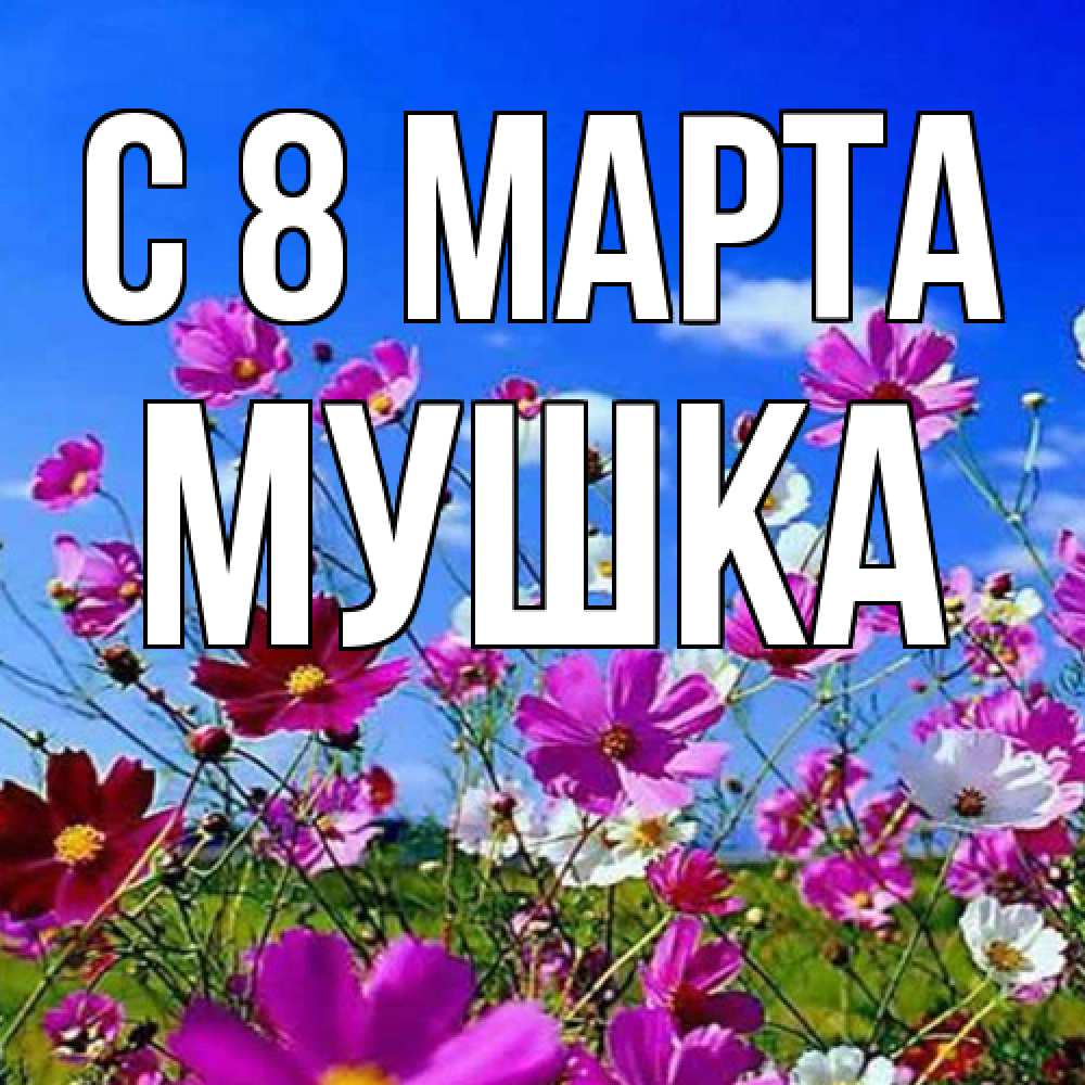 Открытка на каждый день с именем, мушка C 8 МАРТА цветы Прикольная открытка с пожеланием онлайн скачать бесплатно 