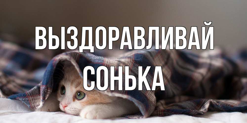 Открытка на каждый день с именем, Сонька Выздоравливай не болейте с котиком Прикольная открытка с пожеланием онлайн скачать бесплатно 