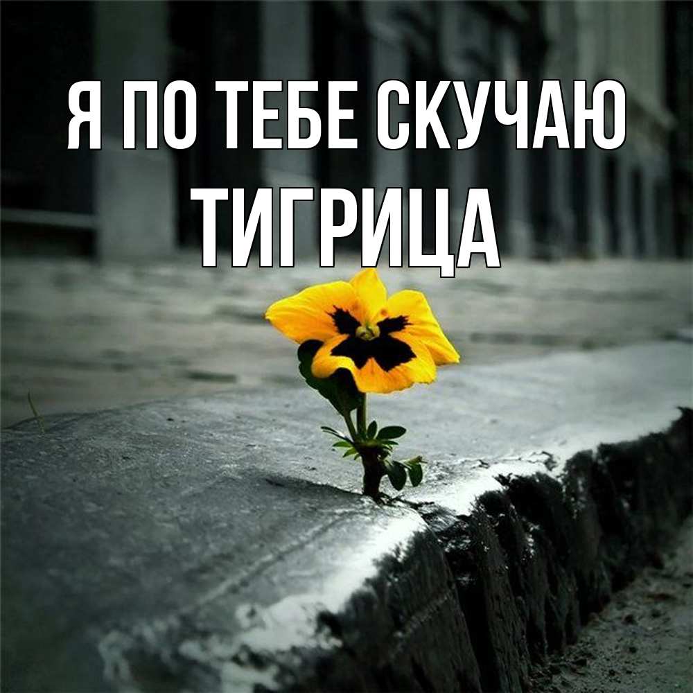 Открытка на каждый день с именем, Тигрица Я по тебе скучаю надеюсь будет лучше Прикольная открытка с пожеланием онлайн скачать бесплатно 