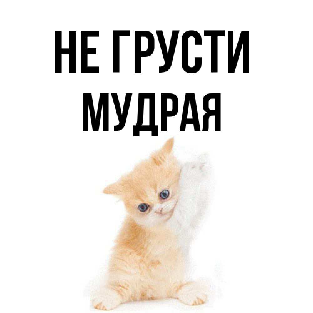 Открытка на каждый день с именем, Мудpая Не грусти просящий кот Прикольная открытка с пожеланием онлайн скачать бесплатно 