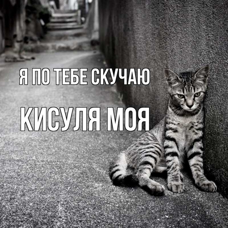 Картинка Я по тебе скучаю, Кисуля моя