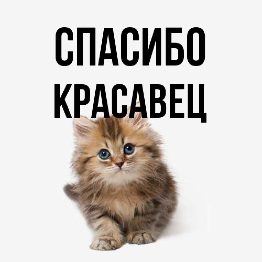 Открытка на каждый день с именем, Красавец Спасибо пушистый котик Прикольная открытка с пожеланием онлайн скачать бесплатно 