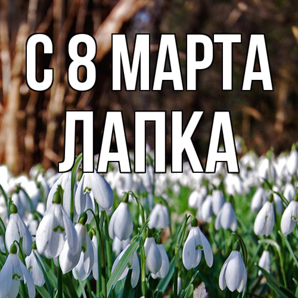 Открытка на каждый день с именем, лапка C 8 МАРТА с подснежниками 1 Прикольная открытка с пожеланием онлайн скачать бесплатно 