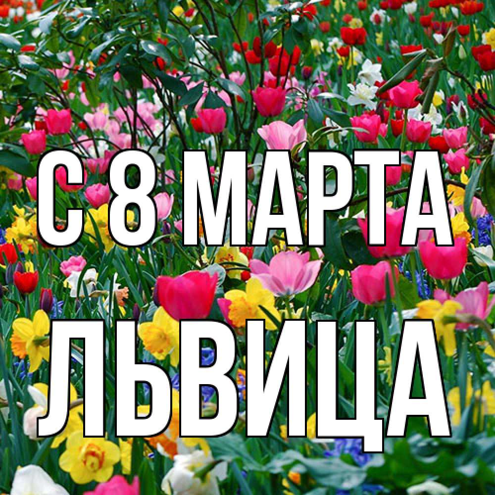 Открытка на каждый день с именем, Львица C 8 МАРТА с международным женским днем поздравления для женщины Прикольная открытка с пожеланием онлайн скачать бесплатно 