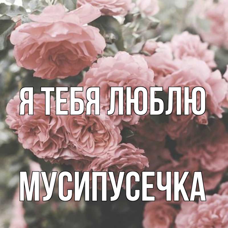 Картинка Я тебя люблю, Мусипусечка