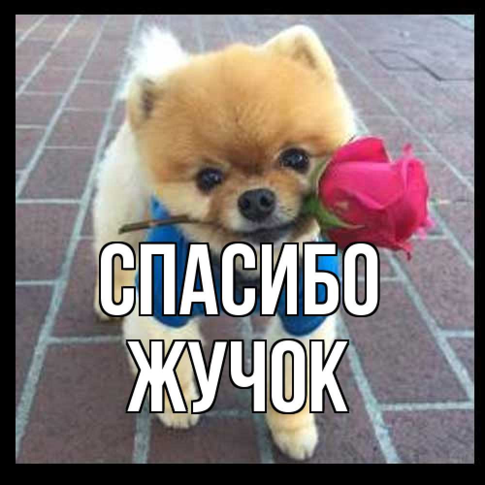 Открытка на каждый день с именем, жучок Спасибо спасибо и дарю тебе цветок Прикольная открытка с пожеланием онлайн скачать бесплатно 