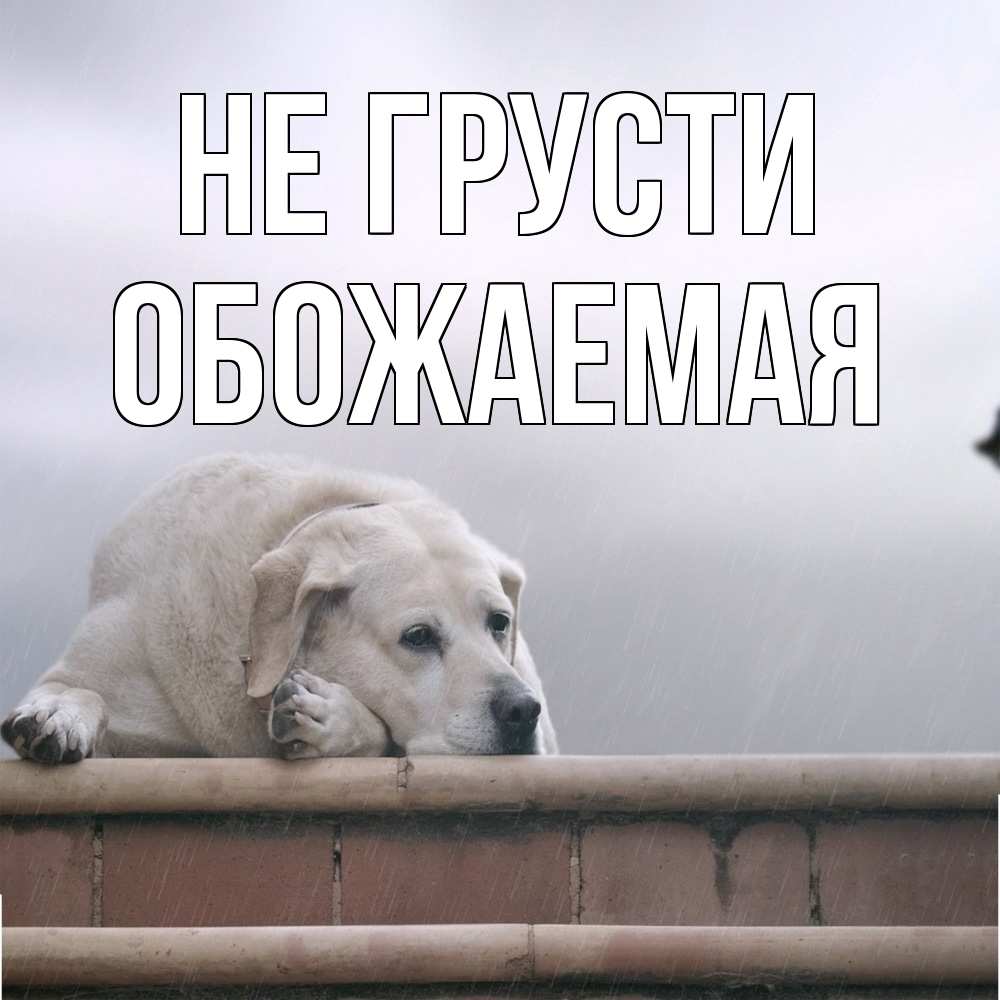 Открытка на каждый день с именем, обожаемая Не грусти белый пес 1 Прикольная открытка с пожеланием онлайн скачать бесплатно 