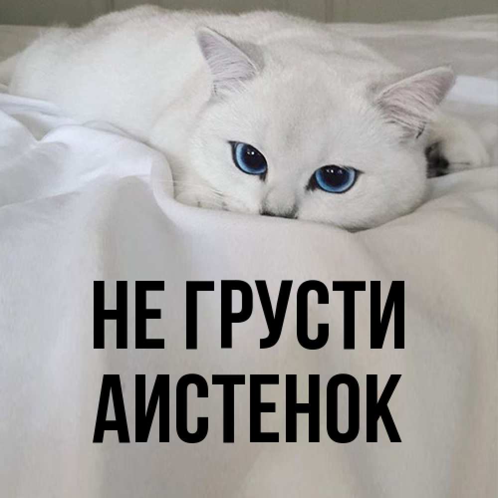 Открытка на каждый день с именем, аистенок Не грусти Голубоглазая кошка Прикольная открытка с пожеланием онлайн скачать бесплатно 