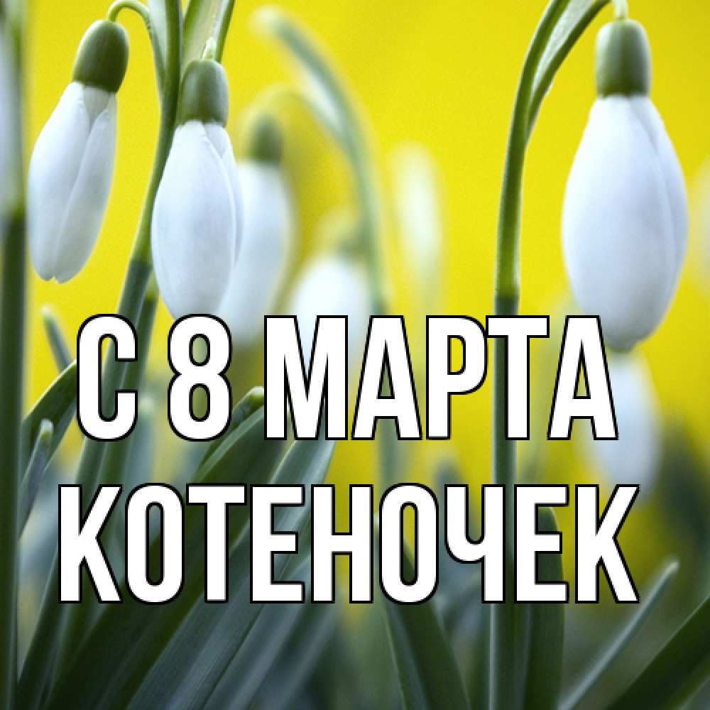 Открытка на каждый день с именем, Котеночек C 8 МАРТА весенние цветы Прикольная открытка с пожеланием онлайн скачать бесплатно 