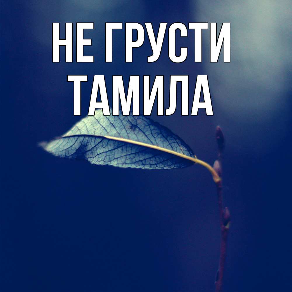Открытка на каждый день с именем, ТАМИЛА Не грусти растение Прикольная открытка с пожеланием онлайн скачать бесплатно 