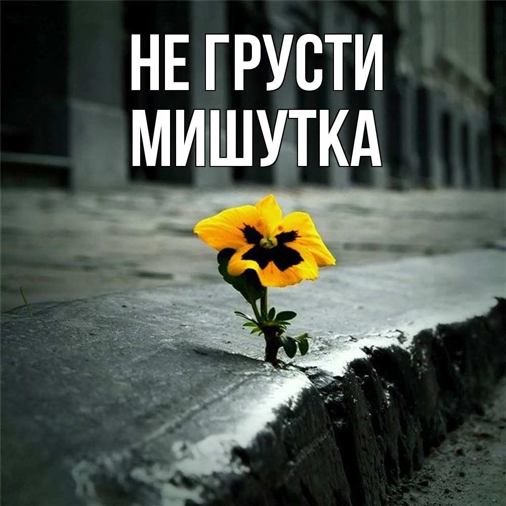 Открытка на каждый день с именем, Мишутка Не грусти не сдавайся Прикольная открытка с пожеланием онлайн скачать бесплатно 