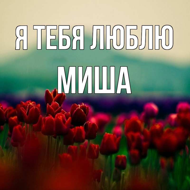 Картинка Я тебя люблю, Миша