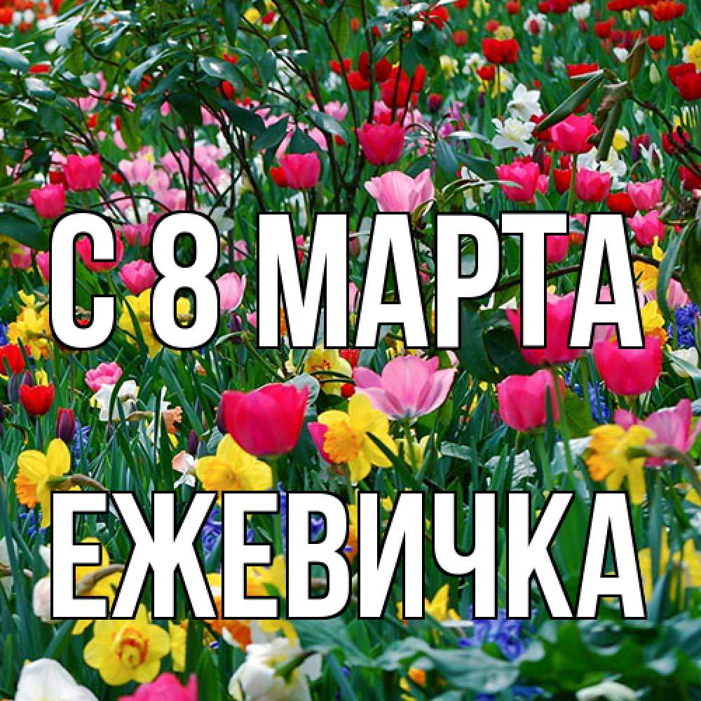 Открытка на каждый день с именем, ежевичка C 8 МАРТА с международным женским днем поздравления для женщины Прикольная открытка с пожеланием онлайн скачать бесплатно 