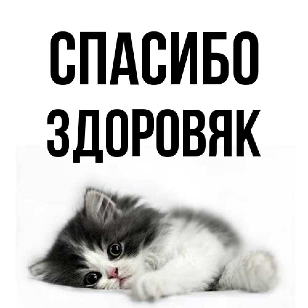 Открытка на каждый день с именем, Здоровяк Спасибо черный и белый кот Прикольная открытка с пожеланием онлайн скачать бесплатно 
