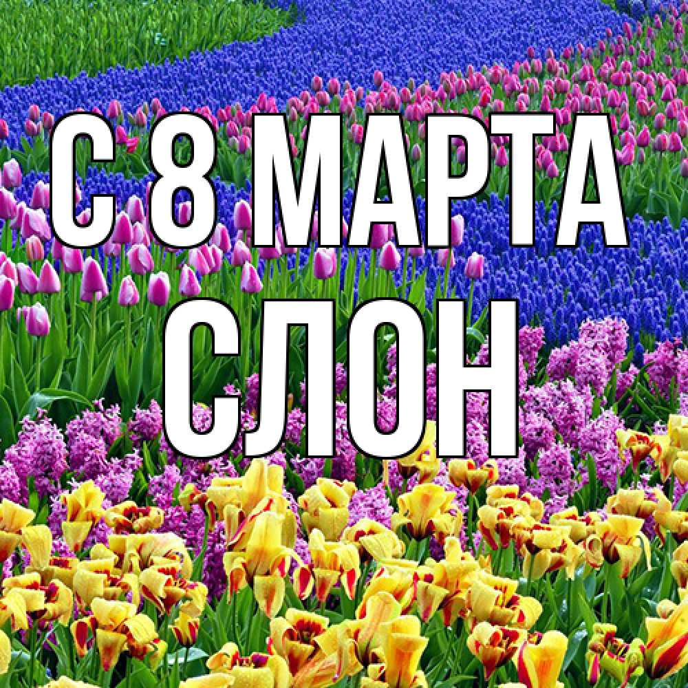 Открытка на каждый день с именем, Слон C 8 МАРТА цветы Прикольная открытка с пожеланием онлайн скачать бесплатно 