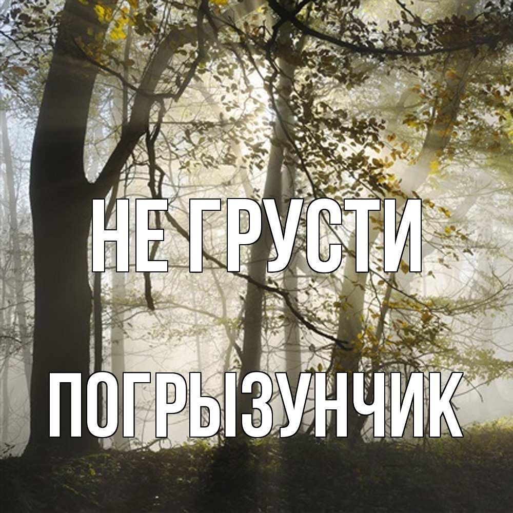 Открытка на каждый день с именем, Погрызунчик Не грусти лес и свет Прикольная открытка с пожеланием онлайн скачать бесплатно 