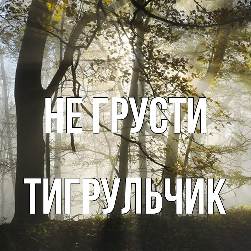 Открытка на каждый день с именем, Тигpульчик Не грусти лес и свет Прикольная открытка с пожеланием онлайн скачать бесплатно 