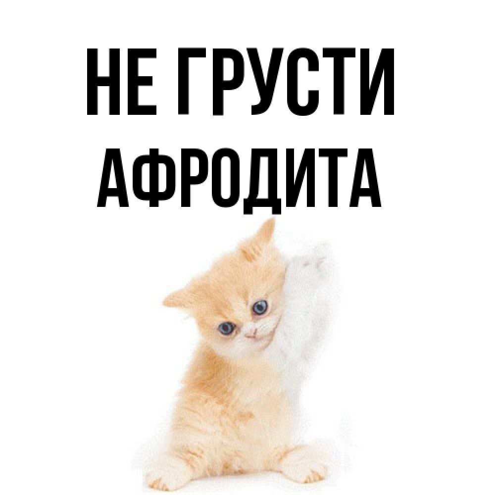 Открытка на каждый день с именем, Афродита Не грусти просящий кот Прикольная открытка с пожеланием онлайн скачать бесплатно 