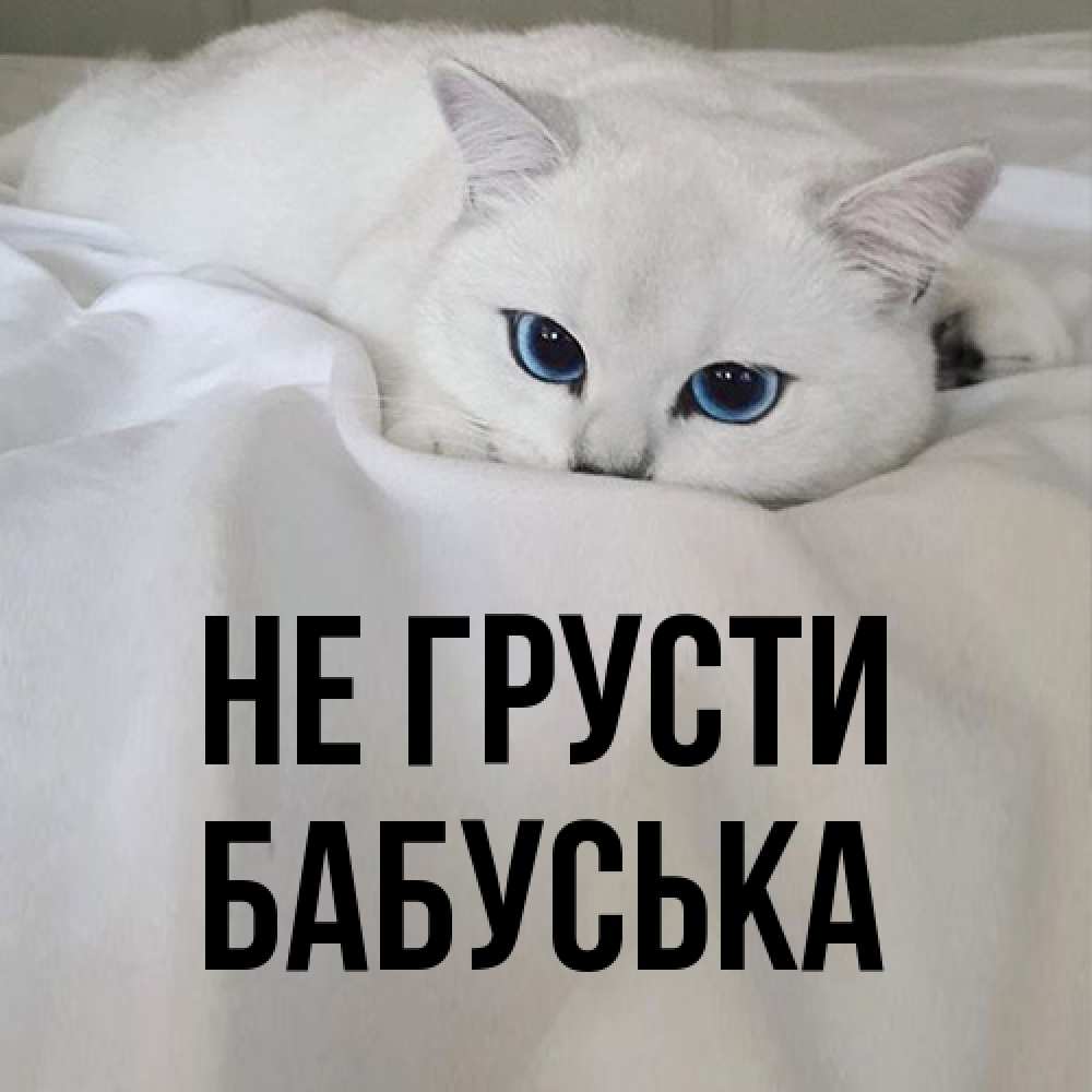 Открытка на каждый день с именем, Бабуська Не грусти Голубоглазая кошка Прикольная открытка с пожеланием онлайн скачать бесплатно 