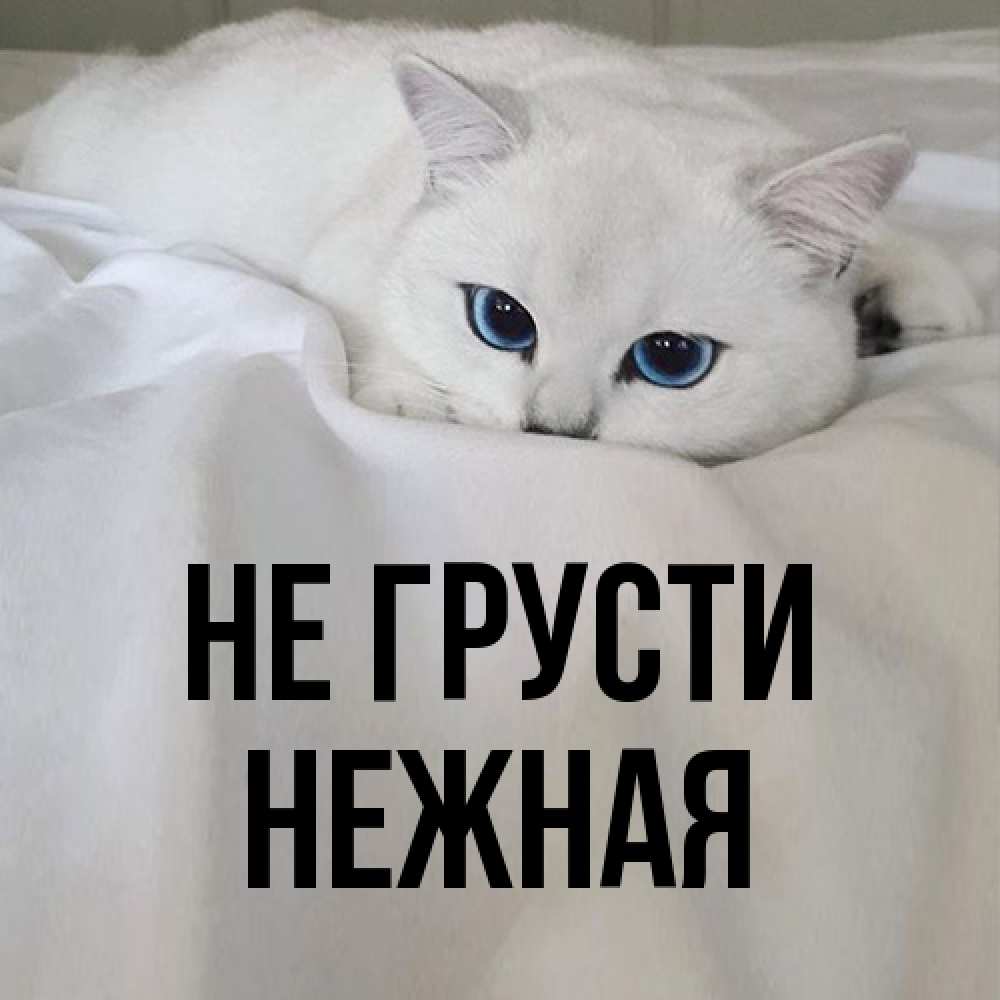 Открытка на каждый день с именем, Hежная Не грусти Голубоглазая кошка Прикольная открытка с пожеланием онлайн скачать бесплатно 