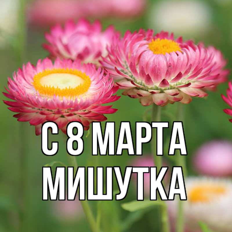 Картинка C 8 МАРТА, Мишутка