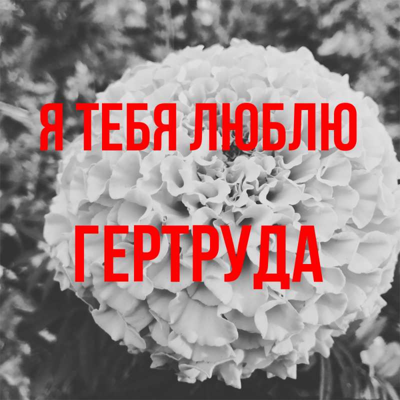 Картинка Я тебя люблю, Гертруда