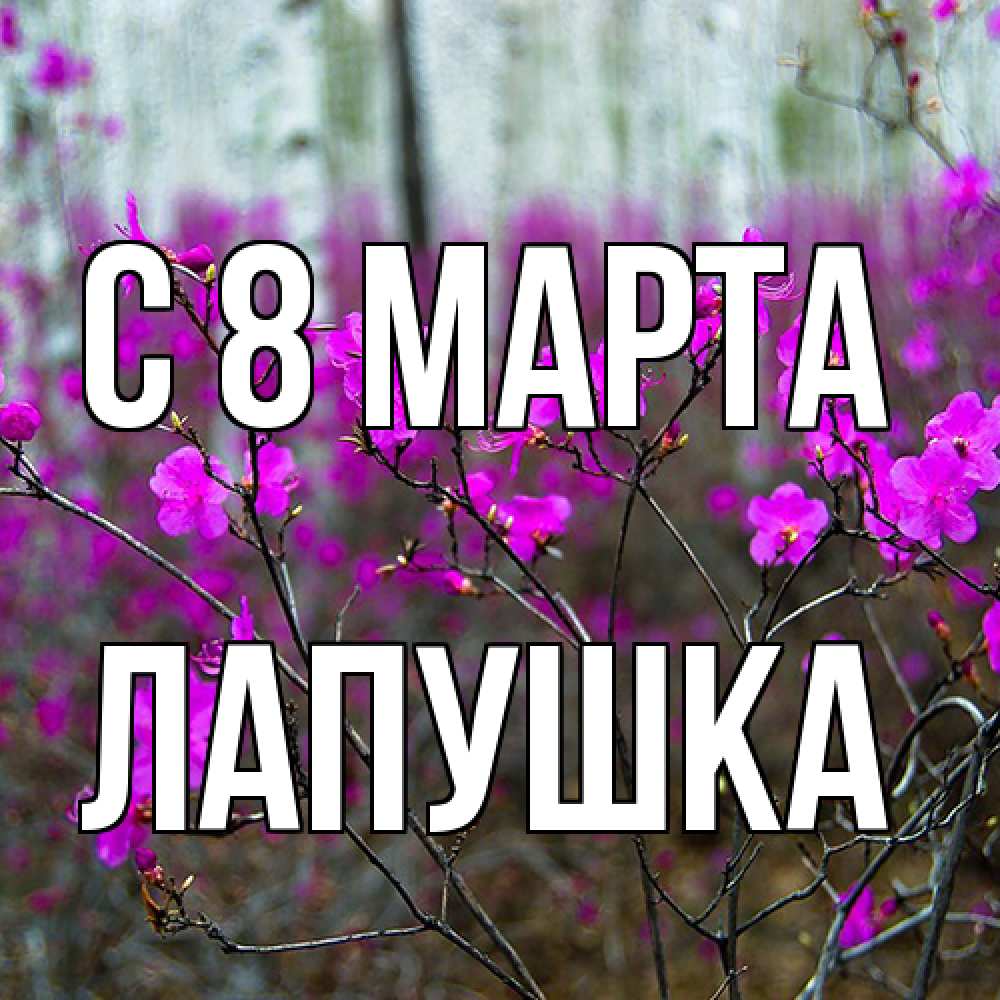 Открытка на каждый день с именем, лапушка C 8 МАРТА дикие цветы Прикольная открытка с пожеланием онлайн скачать бесплатно 