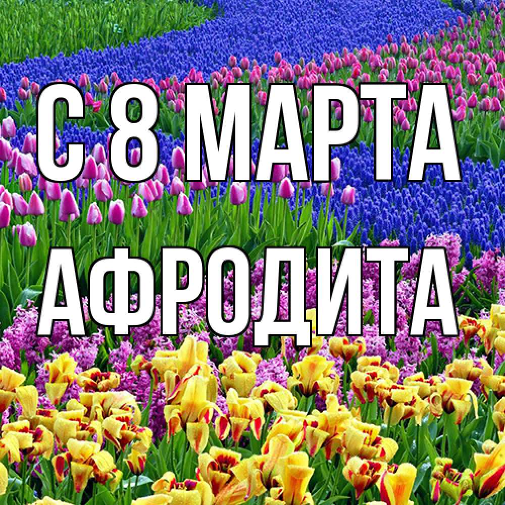 Открытка на каждый день с именем, Афродита C 8 МАРТА цветы Прикольная открытка с пожеланием онлайн скачать бесплатно 