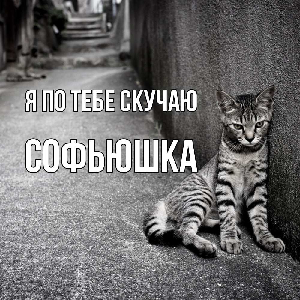 Открытка на каждый день с именем, Софьюшка Я по тебе скучаю одиноко котику Прикольная открытка с пожеланием онлайн скачать бесплатно 