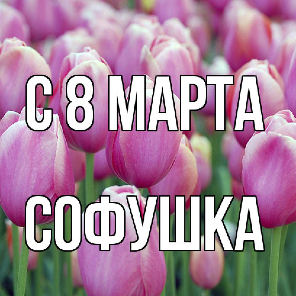 Открытка на каждый день с именем, Софушка C 8 МАРТА на международный женский день 3 Прикольная открытка с пожеланием онлайн скачать бесплатно 