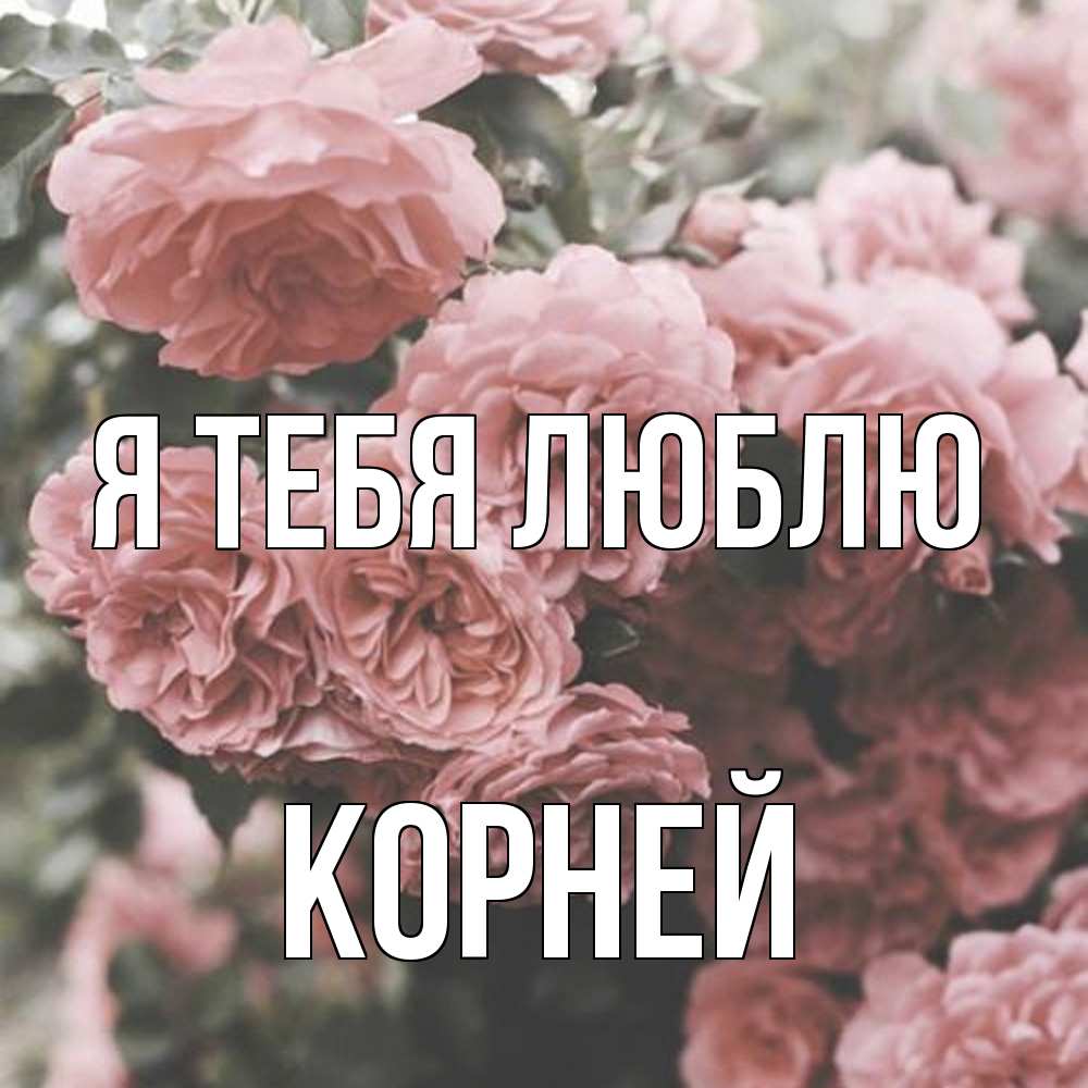 Открытка на каждый день с именем, Корней Я тебя люблю розы 3 Прикольная открытка с пожеланием онлайн скачать бесплатно 