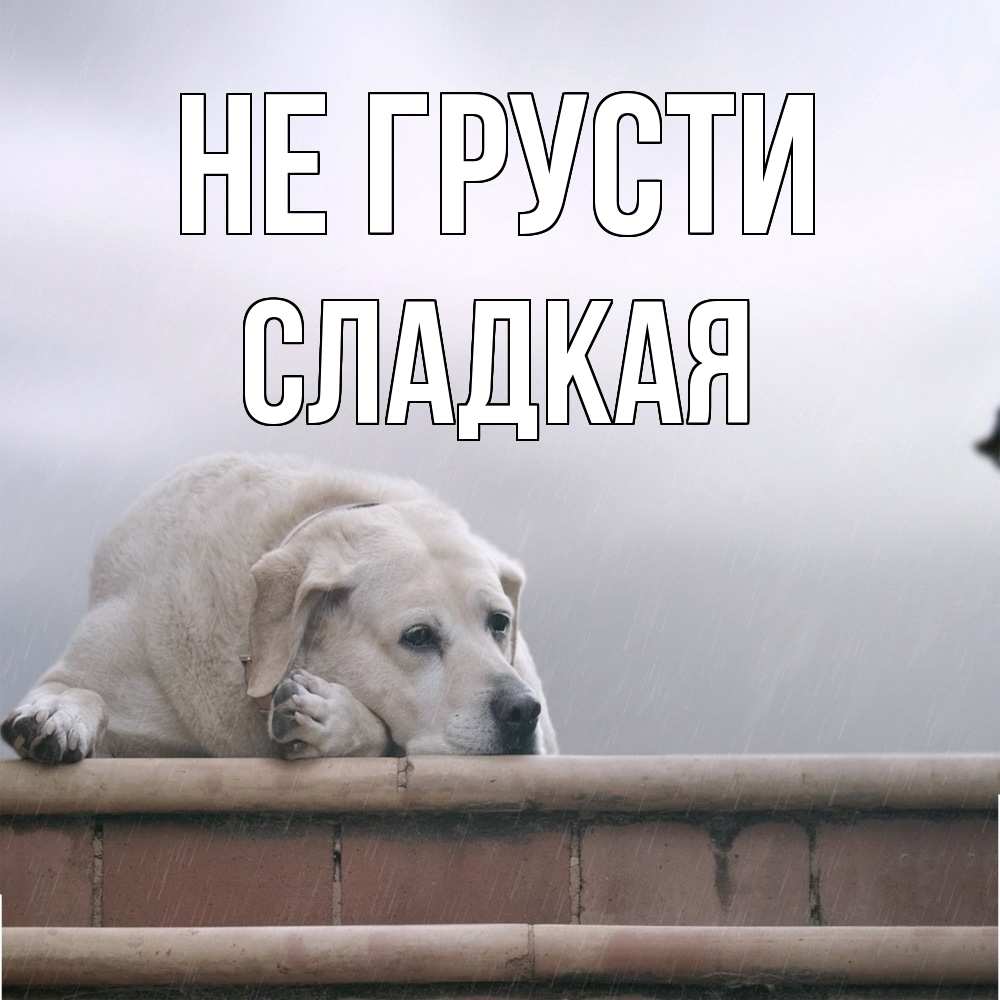 Открытка на каждый день с именем, сладкая Не грусти белый пес 1 Прикольная открытка с пожеланием онлайн скачать бесплатно 