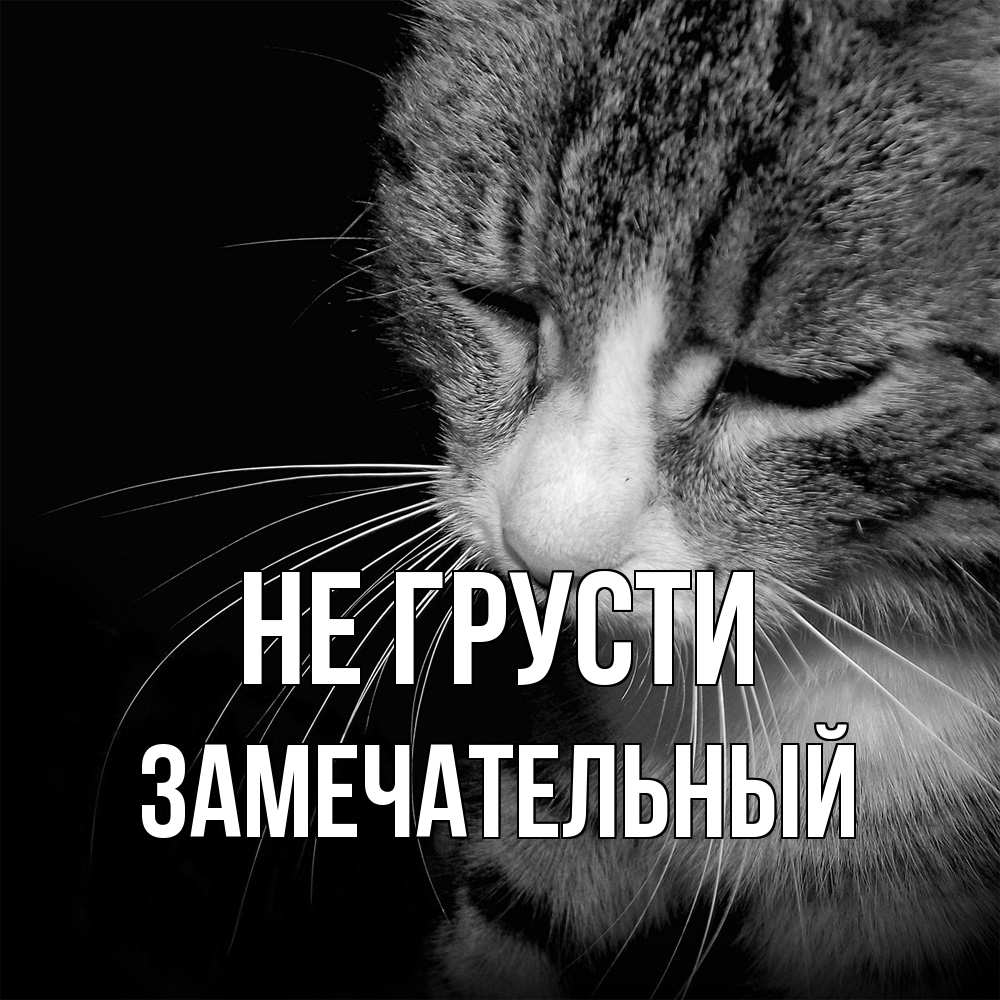 Открытка на каждый день с именем, Замечательный Не грусти грустный котик Прикольная открытка с пожеланием онлайн скачать бесплатно 