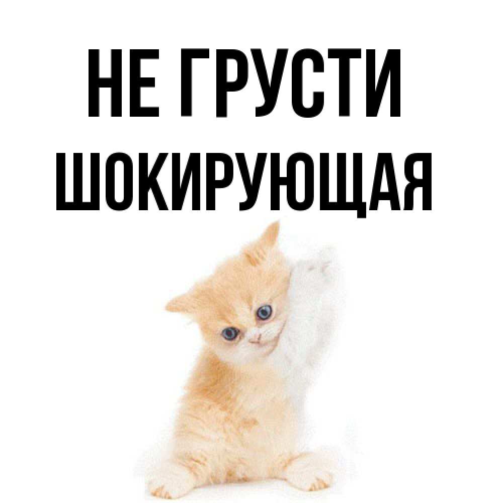 Открытка на каждый день с именем, Шокирующая Не грусти просящий кот Прикольная открытка с пожеланием онлайн скачать бесплатно 