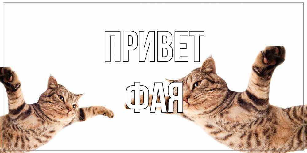 Открытка на каждый день с именем, Фая Привет кот Прикольная открытка с пожеланием онлайн скачать бесплатно 