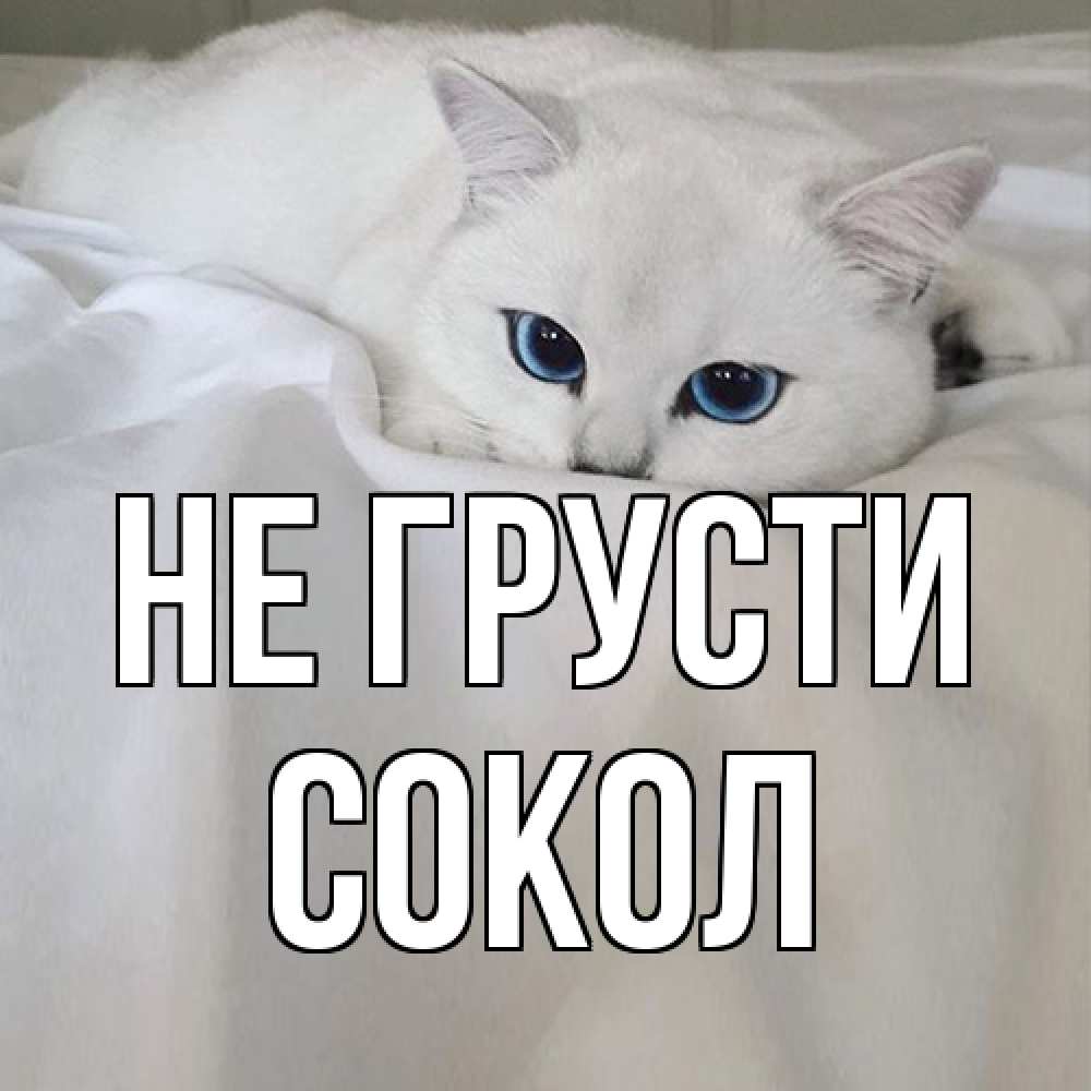 Открытка на каждый день с именем, Сокол Не грусти белый кот с голубыми глазами на белоснежной кровати Прикольная открытка с пожеланием онлайн скачать бесплатно 